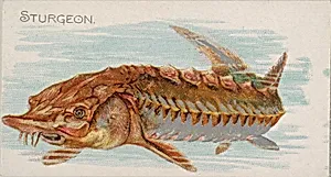 Sturgeon, from the Fish from American Waters series (N8) for Allen & Ginter Cigarettes Brands by Allen & Ginter|Lindner, Eddy & Claus