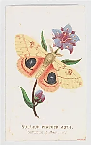 Sulfur Peacock Moth from The Butterflies and Moths of America Part 2 by Louis Prang & Co.