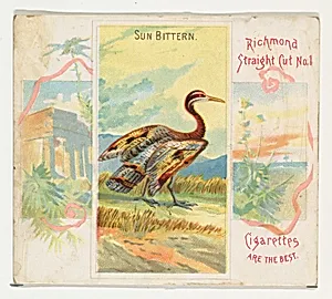 Sun Bittern, from Birds of the Tropics series (N38) for Allen & Ginter Cigarettes by Allen & Ginter|George S. Harris & Sons
