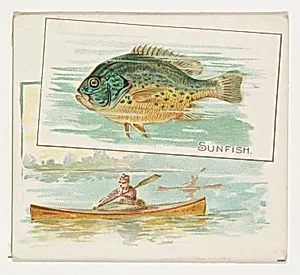 Sunfish, from Fish from American Waters series (N39) for Allen & Ginter Cigarettes by Lindner, Eddy & Claus|Allen & Ginter