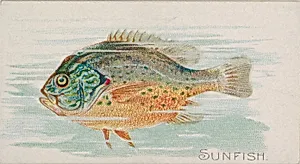 Sunfish, from the Fish from American Waters series (N8) for Allen & Ginter Cigarettes Brands by Allen & Ginter|Lindner, Eddy & Claus