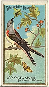 Swallow-tailed Flycatcher, from the Birds of America series (N4) for Allen & Ginter Cigarettes Brands by Allen & Ginter