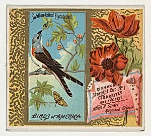 Swallow-tailed Flycatcher, from the Birds of America series (N37) for Allen & Ginter Cigarettes by Allen & Ginter