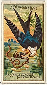 Swallow-tailed Hawk, from the Birds of America series (N4) for Allen & Ginter Cigarettes Brands by Allen & Ginter