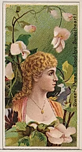 Sweet-Peas: Goodbye Sweetheart!, from the series Floral Beauties and Language of Flowers (N75) for Duke brand cigarettes by Donaldson Brothers|American Tobacco Company