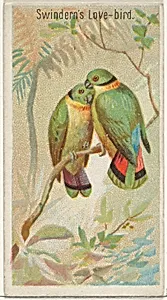 Swindern's Love-Bird, from the Birds of the Tropics series (N5) for Allen & Ginter Cigarettes Brands by Allen & Ginter|George S. Harris & Sons