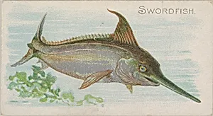 Swordfish, from the Fish from American Waters series (N8) for Allen & Ginter Cigarettes Brands by Lindner, Eddy & Claus|Allen & Ginter