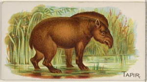 Tapir, from the Quadrupeds series (N21) for Allen & Ginter Cigarettes