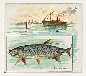 Tarpon, from Fish from American Waters series (N39) for Allen & Ginter Cigarettes by Lindner, Eddy & Claus|Allen & Ginter