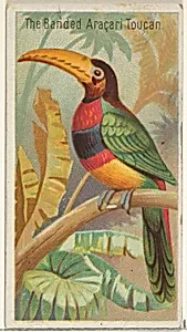 The Banded Aracari Toucan, from the Birds of the Tropics series (N5) for Allen & Ginter Cigarettes Brands by Allen & Ginter|George S. Harris & Sons
