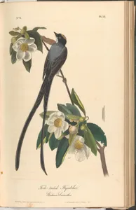 The Birds of America from Drawings Made in the United States