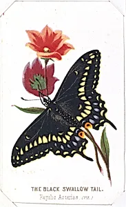 The Black Swallowtail from The Butterflies and Moths of America Part 3 by Louis Prang & Co.