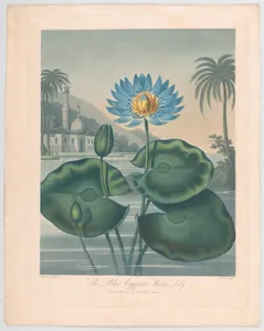 The Blue Egyptian Water Lily, from "The Temple of Flora, or Garden of Nature"
