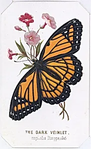The Dark Veinlet from The Butterflies and Moths of America Part 3 by Louis Prang & Co.