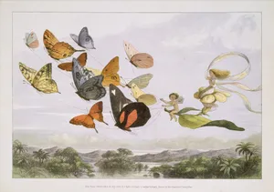 The Fairy Queen Takes an Airy Drive in a Light Carriage, a Twelve-in-hand, drawn by Thoroughbred Butterflies