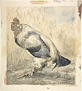 The Old Cock