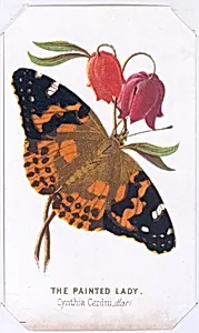 The Painted Lady from The Butterflies and Moths of America Part 2 by Louis Prang & Co.