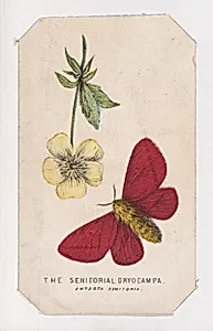 The Senitorial Dryocampa moth card from the Butterflies and Moths of America series by Louis Prang & Co.