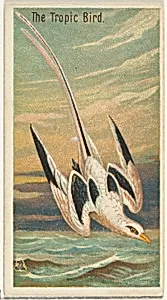 The Tropic Bird, from the Birds of the Tropics series (N5) for Allen & Ginter Cigarettes Brands by Allen & Ginter|George S. Harris & Sons