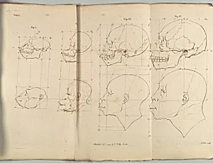 The Works of the late Professor Camper, on The Connexion [sic] between the Science of Anatomy and The Arts of Drawing, Painting, Statuary &c. &c. by Charles Dilly|T. Cogan|Pieter Camper