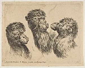 Three Camel Heads by Stefano della Bella|Pierre Mariette