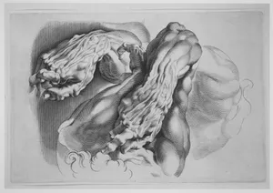 Three Studies of Écorchés