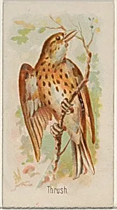 Thrush, from the Song Birds of the World series (N23) for Allen & Ginter Cigarettes by George S. Harris & Sons|Allen & Ginter