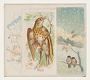 Thrush, from the Song Birds of the World series (N42) for Allen & Ginter Cigarettes by Allen & Ginter|George S. Harris & Sons