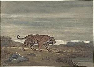 Tiger Approaching Pool