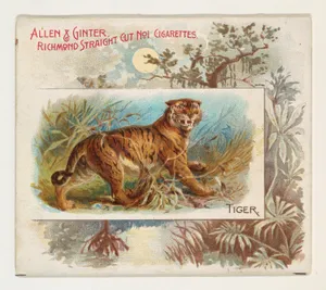 Tiger, from Quadrupeds series (N41) for Allen & Ginter Cigarettes