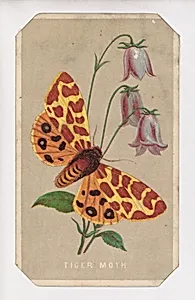 Tiger Moth card from the Butterflies and Moths of America series by Louis Prang & Co.
