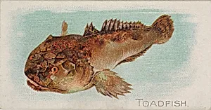 Toadfish, from the Fish from American Waters series (N8) for Allen & Ginter Cigarettes Brands by Allen & Ginter|Lindner, Eddy & Claus