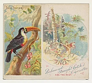 Toco Toucan, from Birds of the Tropics series (N38) for Allen & Ginter Cigarettes by Allen & Ginter|George S. Harris & Sons