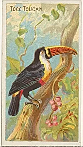 Toco Toucan, from the Birds of the Tropics series (N5) for Allen & Ginter Cigarettes Brands by Allen & Ginter|George S. Harris & Sons