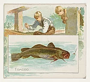 Tomcod, from Fish from American Waters series (N39) for Allen & Ginter Cigarettes by Lindner, Eddy & Claus|Allen & Ginter