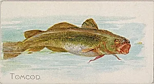Tomcod, from the Fish from American Waters series (N8) for Allen & Ginter Cigarettes Brands by Allen & Ginter|Lindner, Eddy & Claus