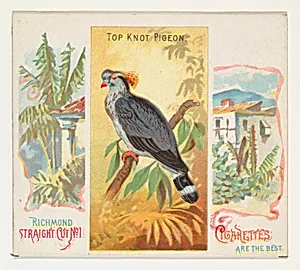 Top Knot Pigeon, from Birds of the Tropics series (N38) for Allen & Ginter Cigarettes by Allen & Ginter|George S. Harris & Sons