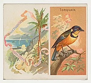 Torquata, from Birds of the Tropics series (N38) for Allen & Ginter Cigarettes by Allen & Ginter|George S. Harris & Sons