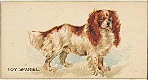 Toy Spaniel, from the Dogs of the World series for Old Judge Cigarettes by Goodwin & Company