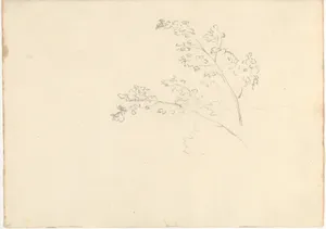 Tree Branches (Smaller Italian Sketchbook, leaf 30 recto)