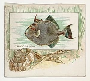 Triggerfish, from Fish from American Waters series (N39) for Allen & Ginter Cigarettes by Lindner, Eddy & Claus|Allen & Ginter