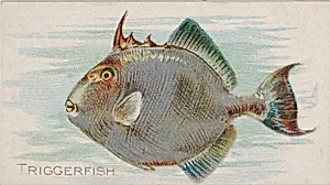 Triggerfish, from the Fish from American Waters series (N8) for Allen & Ginter Cigarettes Brands by Allen & Ginter|Lindner, Eddy & Claus