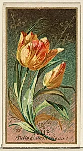 Tulip (Tulipa Gesheriana), from the Flowers series for Old Judge Cigarettes by Goodwin & Company|George S. Harris & Sons