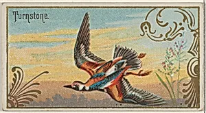 Turnstone, from the Game Birds series (N13) for Allen & Ginter Cigarettes Brands by George S. Harris & Sons|Allen & Ginter