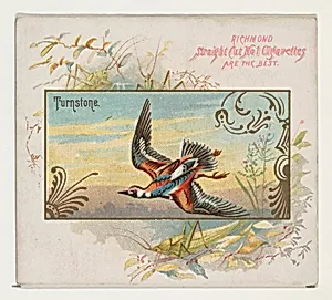 Turnstone, from the Game Birds series (N40) for Allen & Ginter Cigarettes by Allen & Ginter