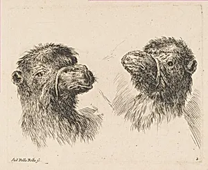 Two Camel Heads by Stefano della Bella|Pierre Mariette