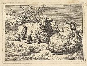 Two Recumbent Sheep