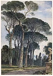 Umbrella Pines in the Villa Borghese, Rome