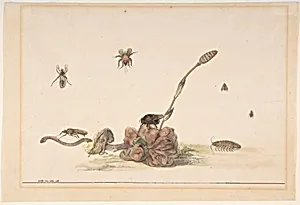 Various Insects by a Fungus