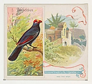 Violaceous, from Birds of the Tropics series (N38) for Allen & Ginter Cigarettes by Allen & Ginter|George S. Harris & Sons